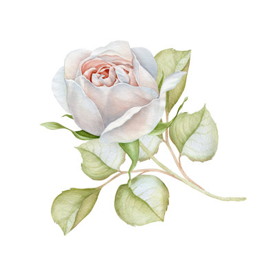 Delicate White Rose by Katrusya - Wrapped Canvas Print