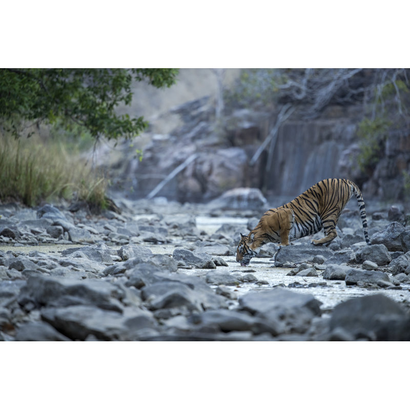The Tigress Drinking Water 1 Piece Wrapped Canvas Wall Art, 20cm H x 30cm W