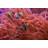 Ocellaris Clownfish by - Wrapped Canvas Photograph-122248858