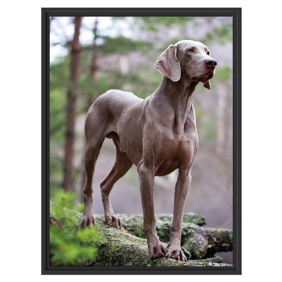 Gerahmtes Wandbild Edler WeimaranerWald