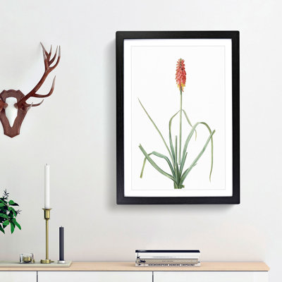 A Red Hot Poker Flower by Pierre-Joseph Redoute - Framed Print