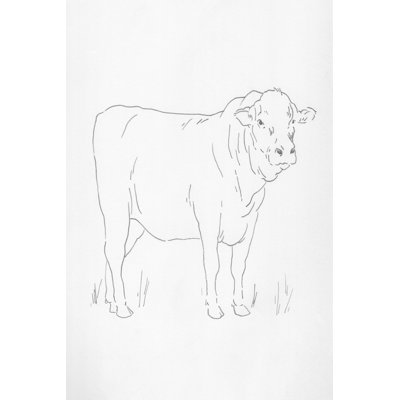 Bovin limousin I