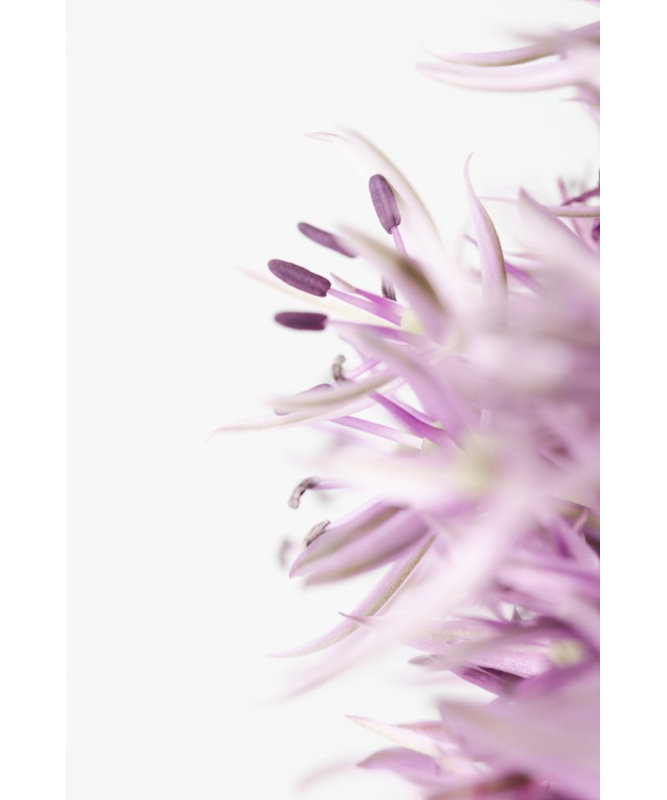 FLOWER, 60.96cm H x 91.44cm W