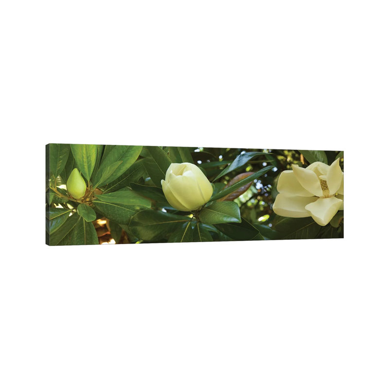 Close-Up Of Magnolia Flowers In Bloom II - Wrapped Canvas Panoramic Print, 30.48 cm H x 91.44 cm W x 3.175 cm D