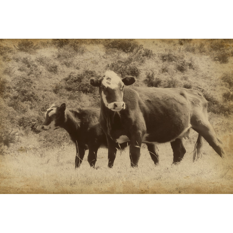Lonestar Cows II - Wrapped Canvas Print, 30cm H x 46cm W