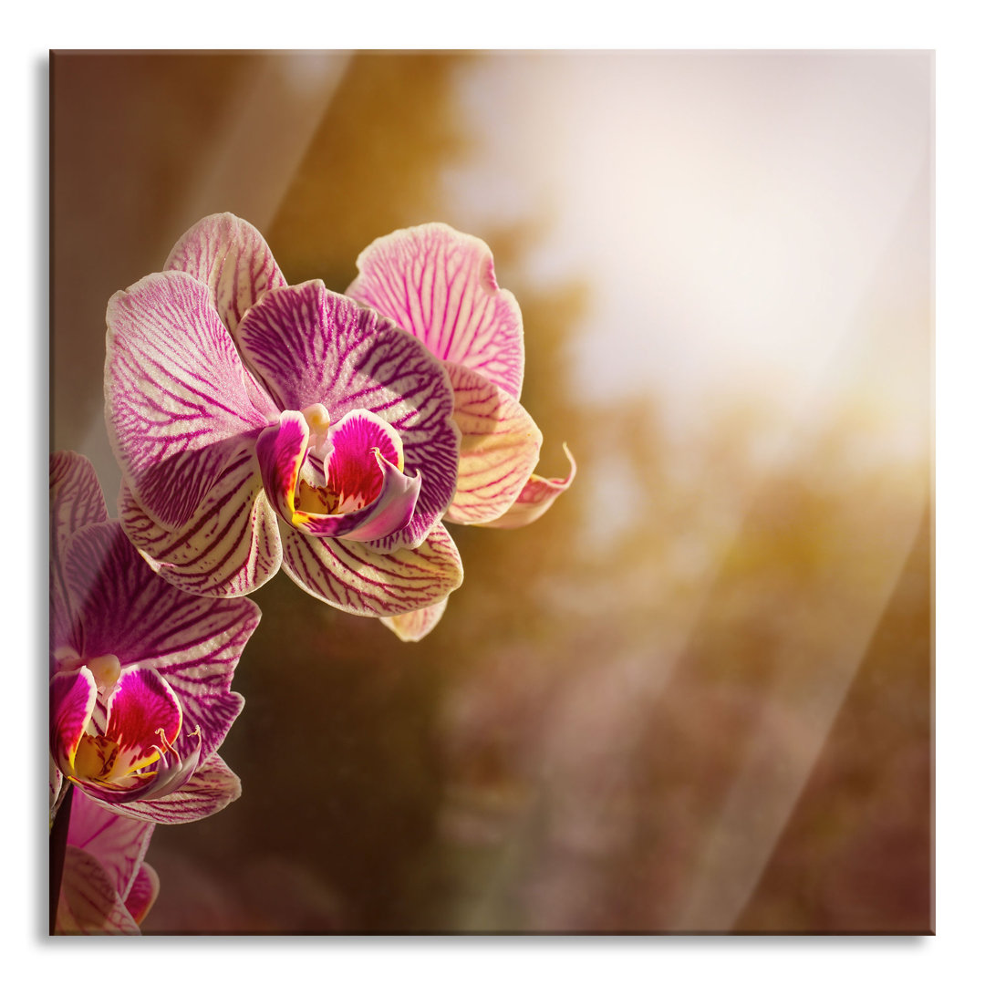 Glasbild Orchids Close up