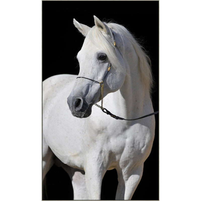Adorned Stallion Print