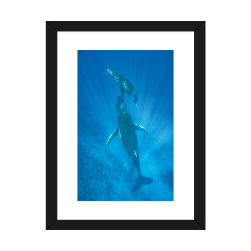 «Humpback Whale Mother and Calf, Tonga» par Jeff Foott - reproduction de photo, Papier encadré noir, Blanc
