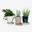 Sip Planter-1509940481