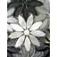 Tuscany 12 in. x 12 in. Glass & Stone Handmade Flower Mosaic Decorative Kitchen & Bathroom Wall Tile