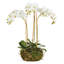 Conservatory Phalaenopsis Mini Garden Drop-in