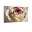 Plantes et fleurs - rose blanche avec bords mauves en gros plan