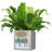 Lechuza Planter Canto Color Square 40 All-In-One-45837995