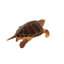Statue de tortue de mer géante