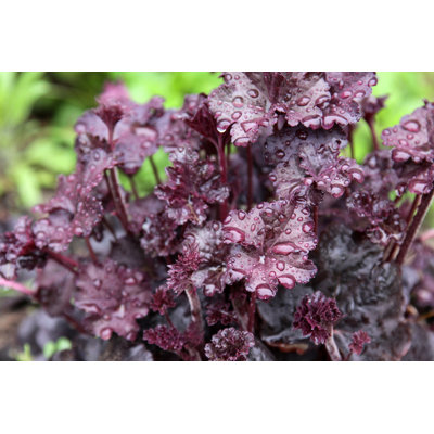 Obsidian Coral Bells - Wrapped Canvas Print