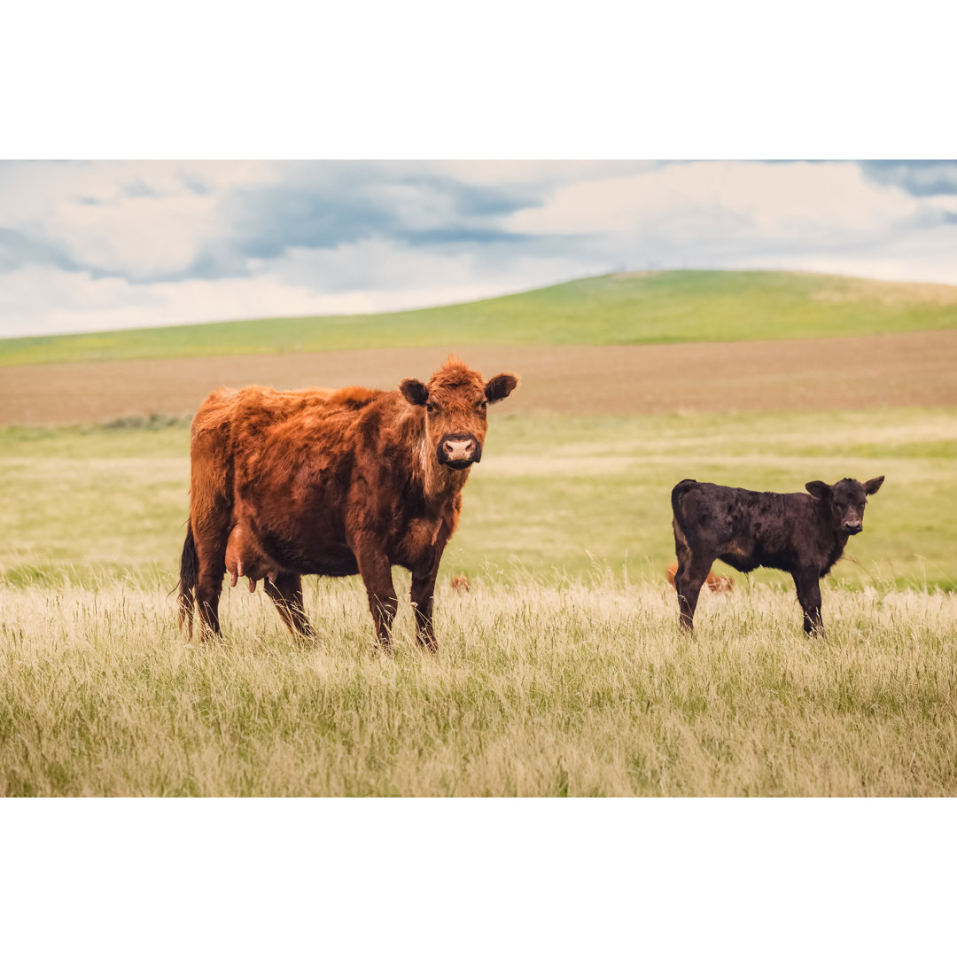 Red Angus Cow von Debibishop - Kunstdrucke auf Leinwand ohne Rahmen