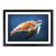 Sea Turtle in the Blue Ocean in Abstract - Picture Frame Painting Print-55764213-55764214