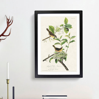 Yellow-Breasted Warbler Birds by John James Audubon - Framed Print
