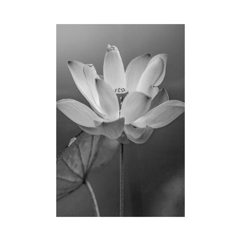 Sacred Lotus Flower, Native to Asia 1 Piece Wrapped Canvas Wall Art, 66.04 cm H x 45.72 cm W x 1.91 cm D