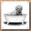 «Bison in Tub» par Rachel Nieman, art mural en verre acrylique-2017126412