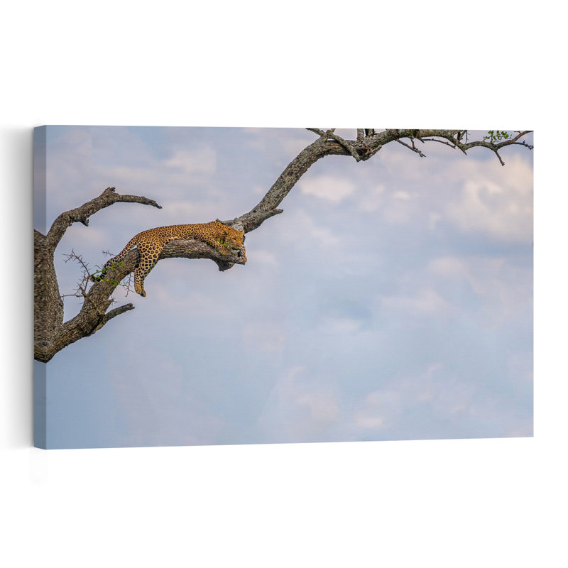 Sleeping Leopard In Tree Peaceful Serene Tranquil Cat Nature Tree Wall Art Print, 60.96cm H x 91.44cm W