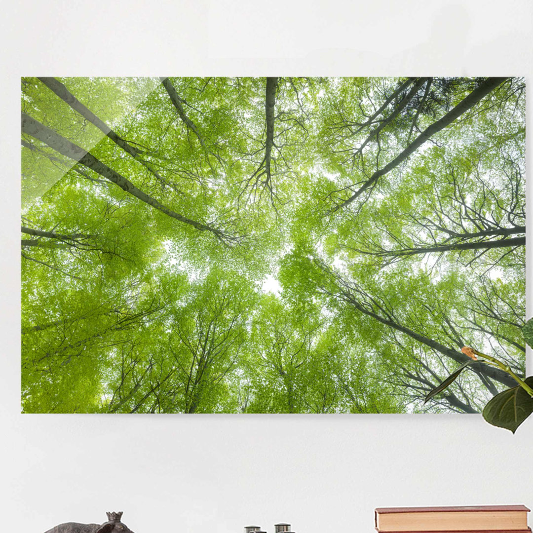 Glasbild Beech Forest on Lindkogel Landscape