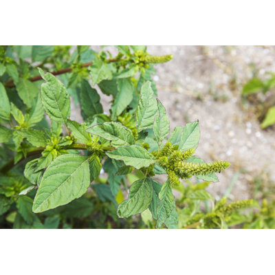 " Pigweed Amaranth "