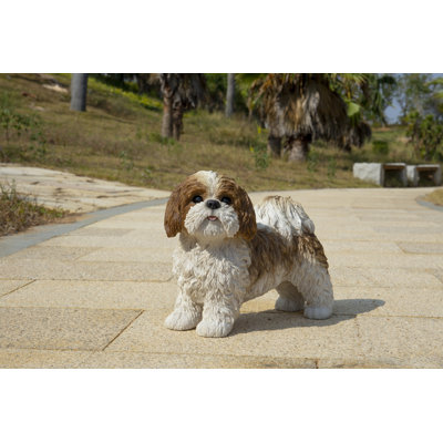 Shih Tzu debout