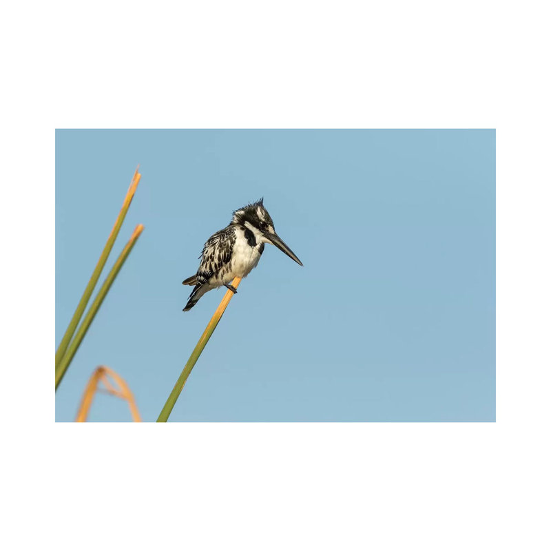 Africa, Botswana, Chobe National Park. Pied kingfisher on papyrus stem. 1 Piece Wrapped Canvas Painting