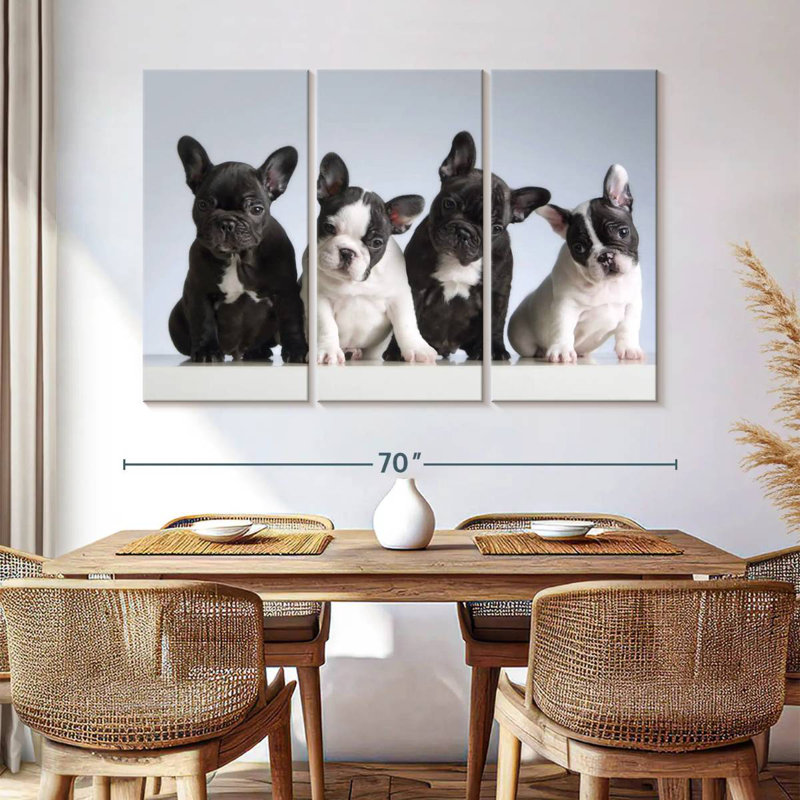 Chiots bouledogue français Brampt, H 42 po x l 65 po