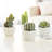 4 - Piece Artificial Succulent in Pot Set