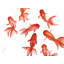 Napperon Red Fishes