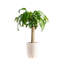 Dracaena Plant in Basket