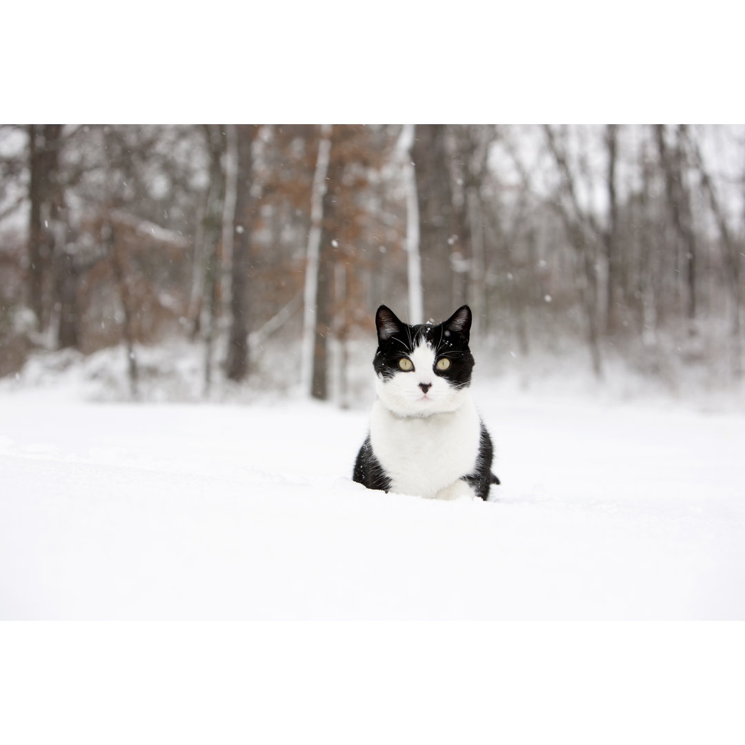 Schwarze und weiße Katze im Schneesturm by Jygallery - Drucken