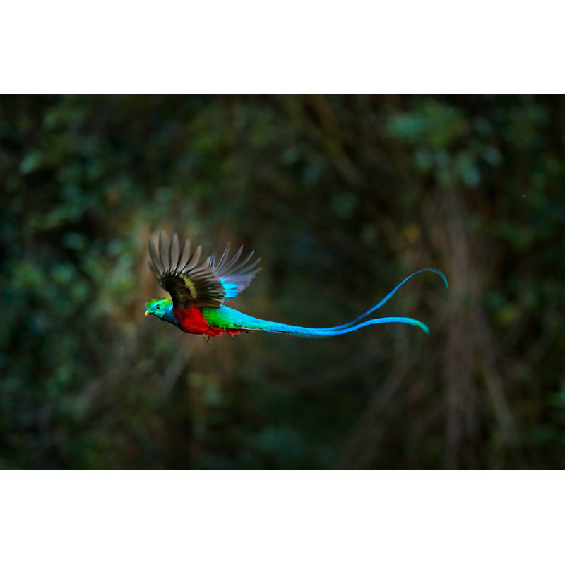 Flying Resplendent Quetzal by Ondrej Prosicky - Wrapped Canvas Print, 30cm H x 46cm W