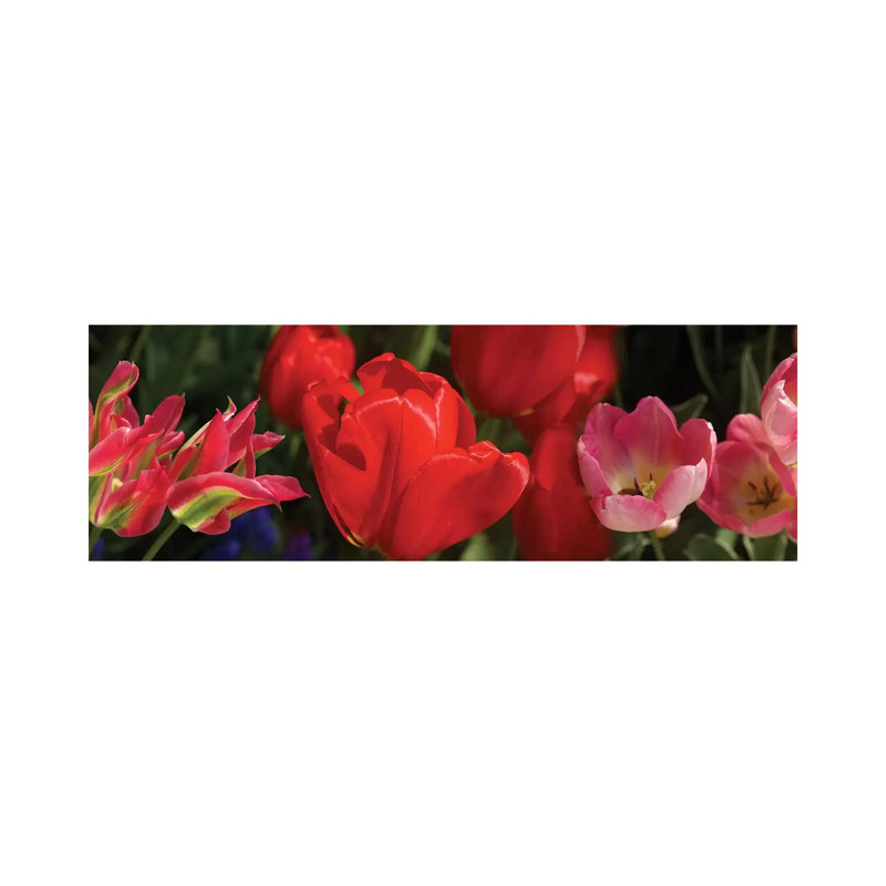 Close-Up Of Red Tulip Flowers IV - Wrapped Canvas Panoramic Print, 30.48 cm H x 91.44 cm W x 1.91 cm D