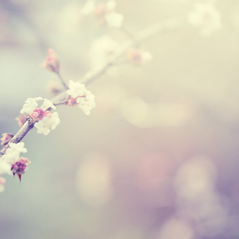 Little Flowers In Winter by Rike_ - No Frame Art Prints on Canvas, 76cm H x 76cm W