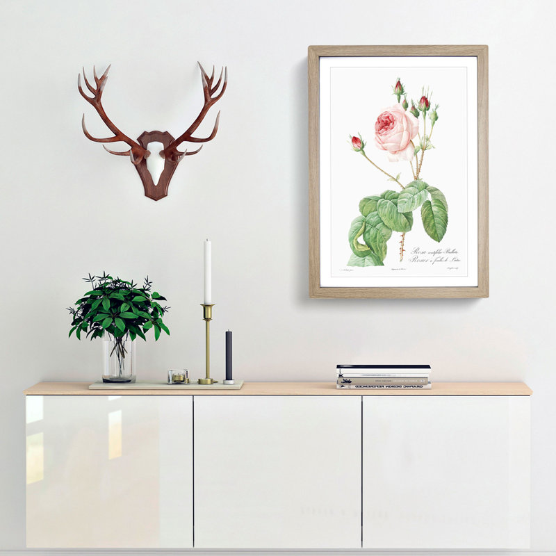 Pink Cabbage Rose by Pierre-Joseph Redoute - Picture Frame Painting Print, 36cm H x 27cm W x 2cm D, Oak Framed