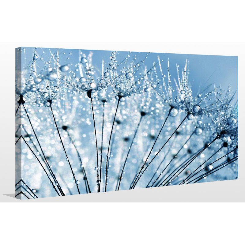 « dewy pissenlit gros plan full », reproduction de photo sur toile tendue, H 36 po x l 60 po x P 1,5 po