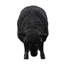 Sheep Sculpture Gel Coat-72847591