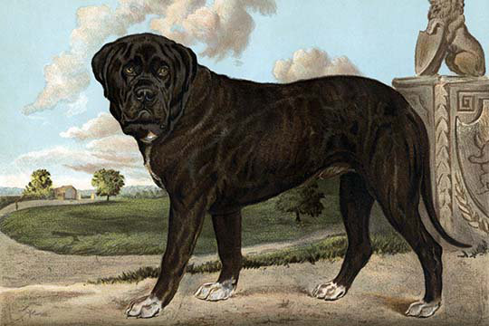 " Mastiff " by Vero Shaw, 24" H x 36" W