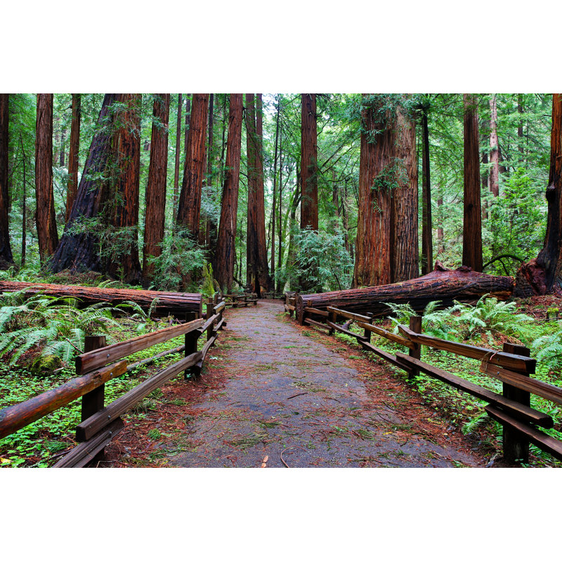Muir Woods - Photographie sur toile tendue, H 8 po x l 12 po x P 1,25 po