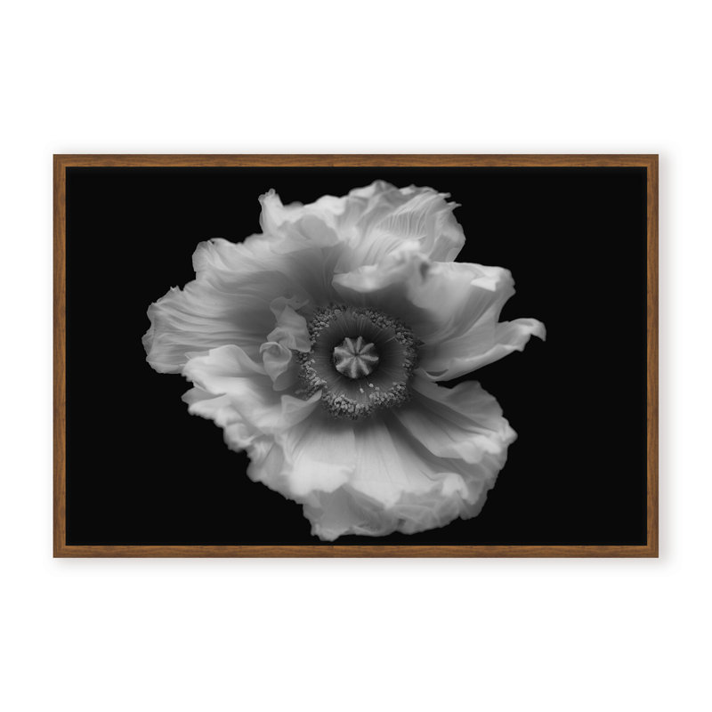 Nature Inspired Poppy in Mono by  - Picture Frame Photograph on Paper, 24" H x 36" W x 1.125" D, Framed Matted Print, White