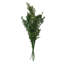 Faux Ruscus Plant