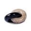 Petrified Wood Knot-Dark Petrified Wood