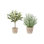 PLANT 2PK POT ROSEMARY 12IN OLIVE 16IN