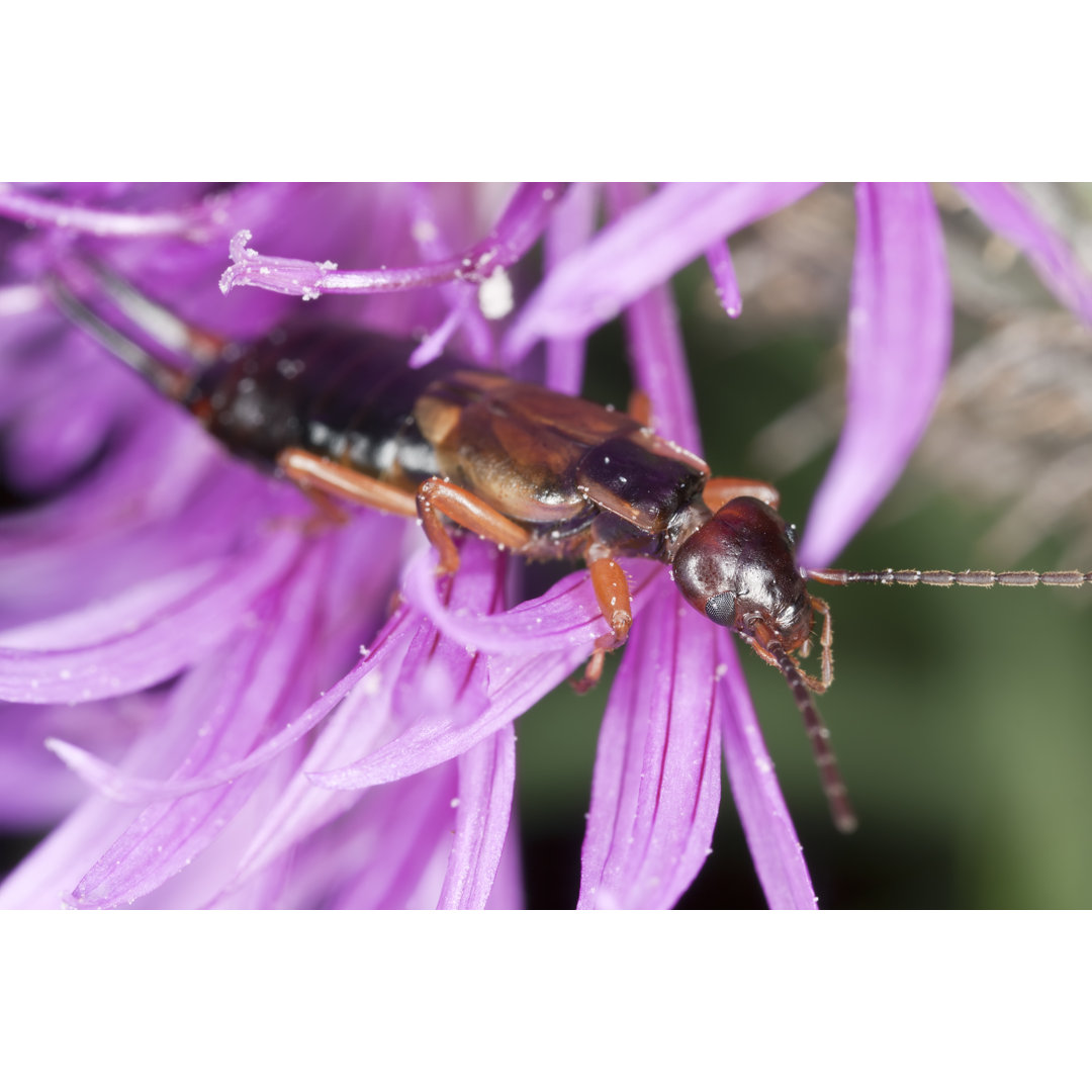 Ohrwurm auf Distel - Druck