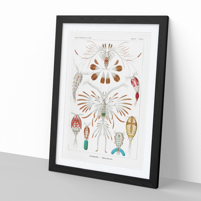 Copepod Crustaceans by Ernst Haeckel - Framed Print, 36cm H x 27cm W x 2cm D, Black Framed