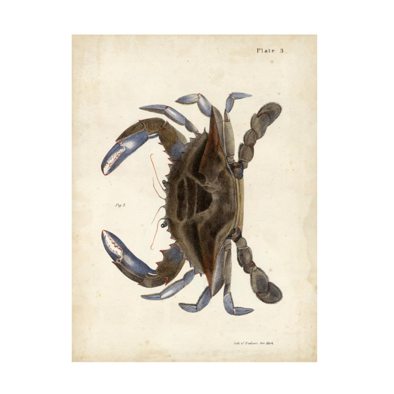 Art sur toile DeKay «Vintage Crab II», H 19 po x l 14 po x P 2 po