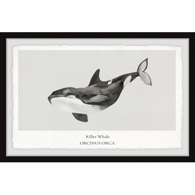 Wareham Sperm And Killer Whale C by Marmont Hill - Single Picture Frame Print
